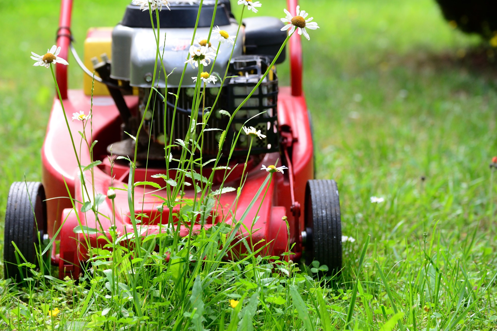 It's difficult to have a beautiful home without a beautiful lawn. Here's what you can do to ensure your lawn stays lush throughout the year.