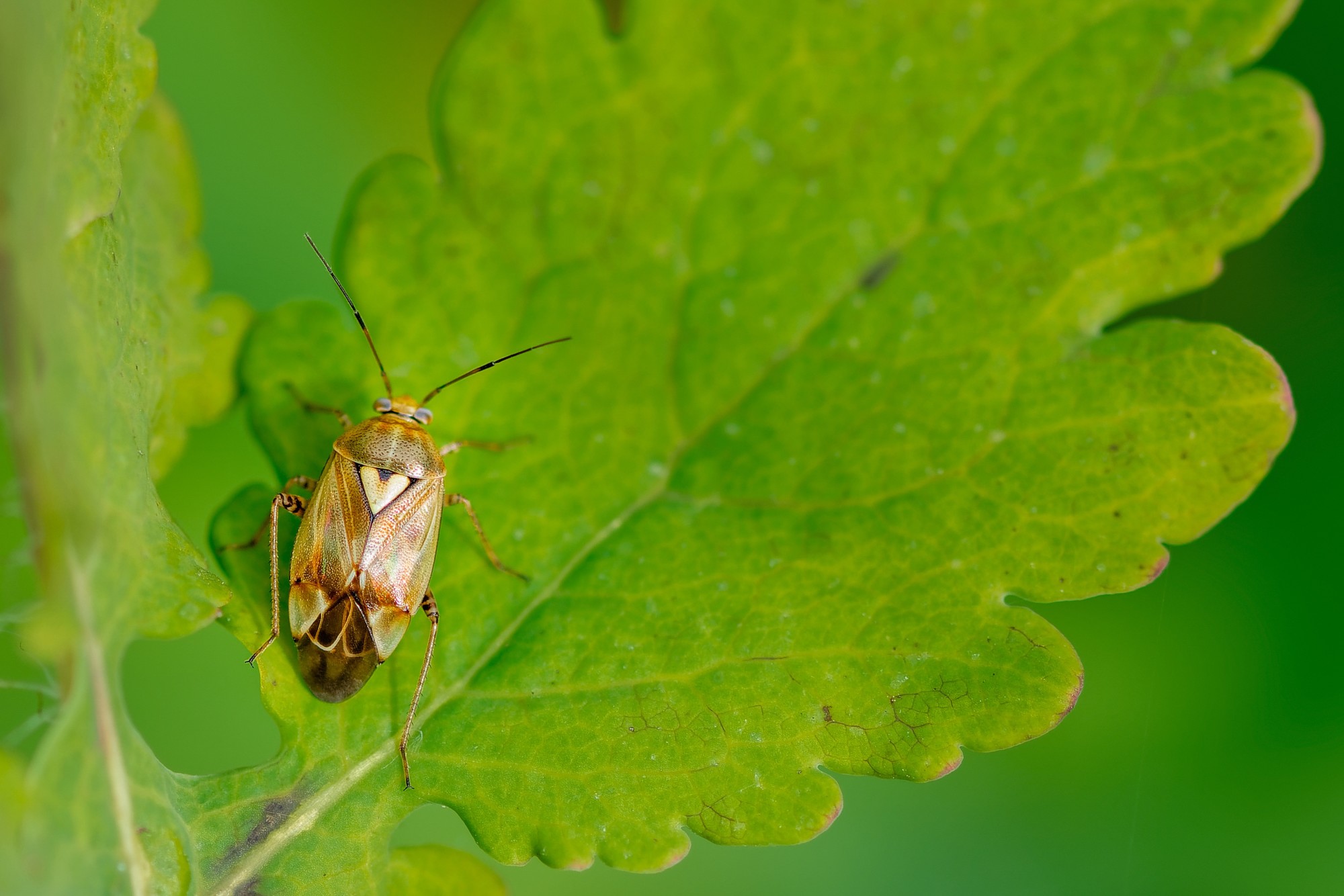 Pests can be incredibly frustrating throughout the year. Here's a quick look at common pests that you can expect during winter.